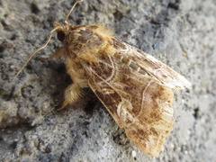 Callopistria duplicans