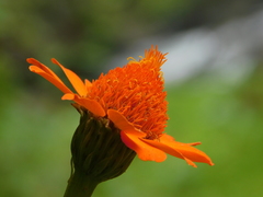 Adenophyllum aurantium