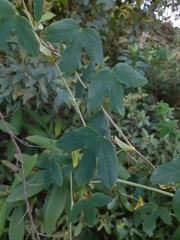 Passiflora eichleriana