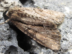 Mamestra brassicae