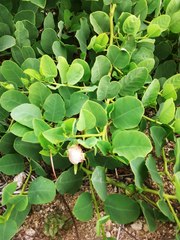 Capparis sandwichiana