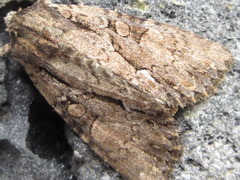 Mamestra brassicae