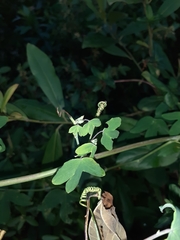 Passiflora eichleriana