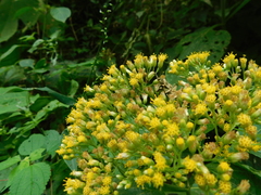 Schistocarpha eupatorioides