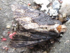 Dypterygia caliginosa