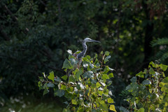 Egretta garzetta × gularis