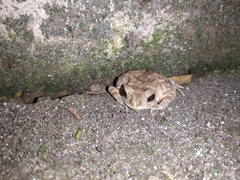 Duttaphrynus melanostictus