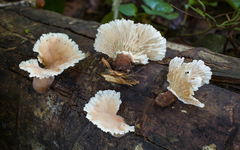 Cymatoderma dendriticum
