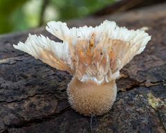 Cymatoderma dendriticum