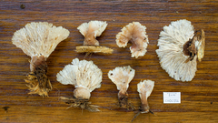 Cymatoderma dendriticum