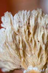 Cymatoderma dendriticum