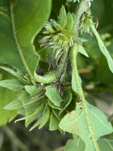 Oak Rosette Gall Wasp