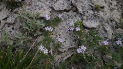 Glandularia alejandrana