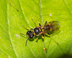 Crossocerus nitidiventris