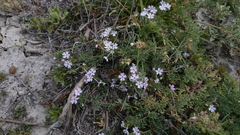 Glandularia alejandrana