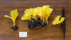 Cotylidia aurantiaca