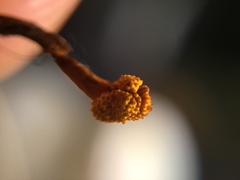 Ophiocordyceps variabilis