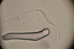 Ophiocordyceps variabilis