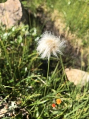 Eriophorum scheuchzeri