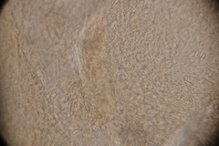 Ophiocordyceps variabilis