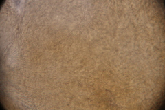 Ophiocordyceps variabilis