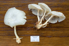 Lentinus concavus