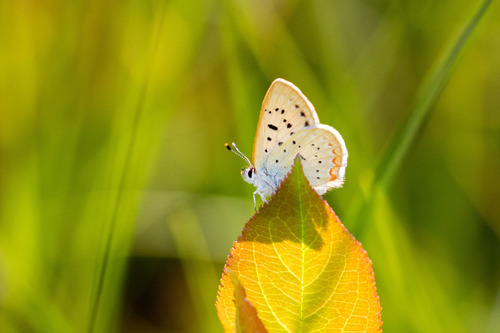 Bog Copper photo 2