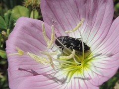 Acmaeodera ornatoides
