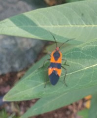 Oncopeltus fasciatus