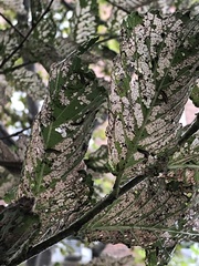 Xanthogaleruca luteola