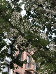 Xanthogaleruca luteola