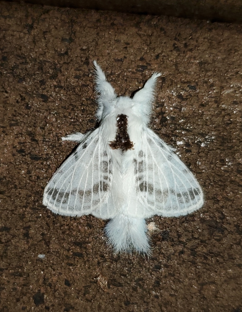 Southern Tolype Moth