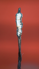Xylaria comosa