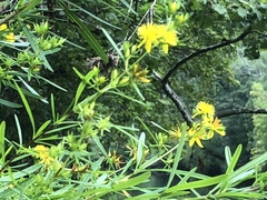 Hypericum densiflorum interior