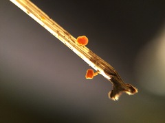 Leotiomycetes