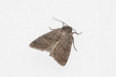 Protolampra rufipectus