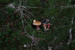 Chalciporus pseudorubinellus