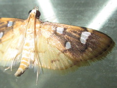 Cotachena alysoni