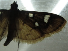 Cotachena alysoni
