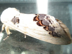 Phalera flavescens