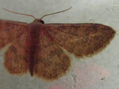 Idaea auricruda