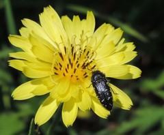 Acmaeodera ornatoides