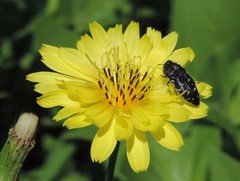 Acmaeodera ornatoides