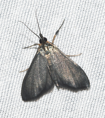 Pyrausta demantrialis