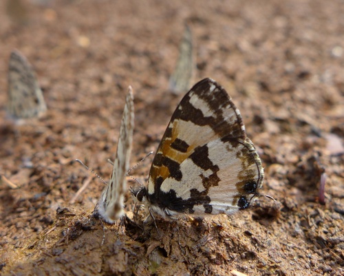 Uranothauma falkensteini (Dewitz, 1879)