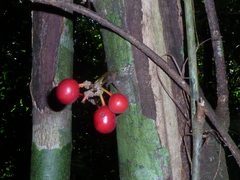 Unonopsis osae