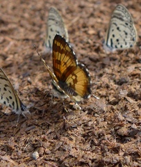 Uranothauma falkensteinii