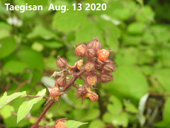 Rubus phoenicolasius