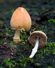 Coprinopsis mexicana