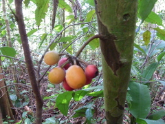 Unonopsis osae